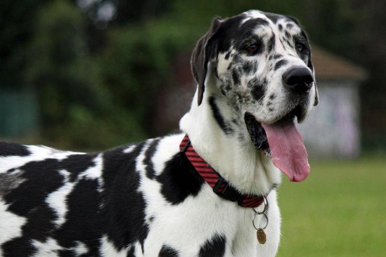 Harlekin (Fellfarbe HLokus Hund) generatio.de